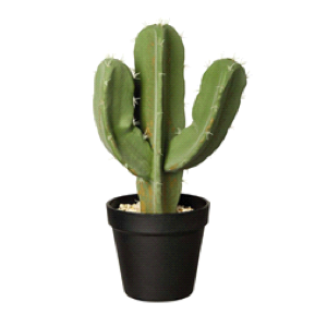 cactus eskidoos